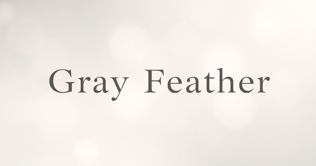 Gray feather found