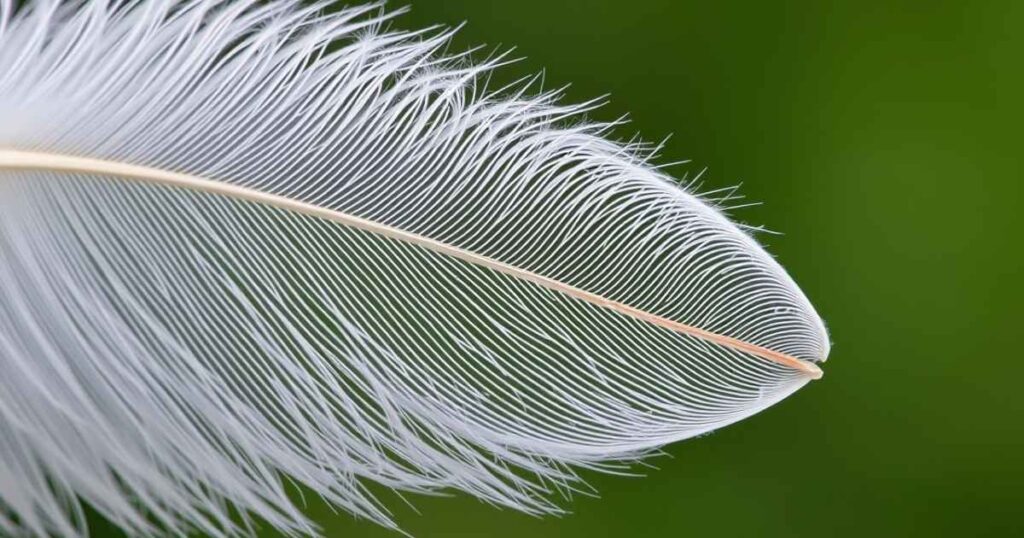 The Message Behind a White Feather: Meaning and Symbolism
